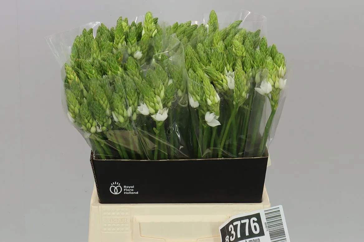 Ornithogalum T Mount Fuji • 45 cm