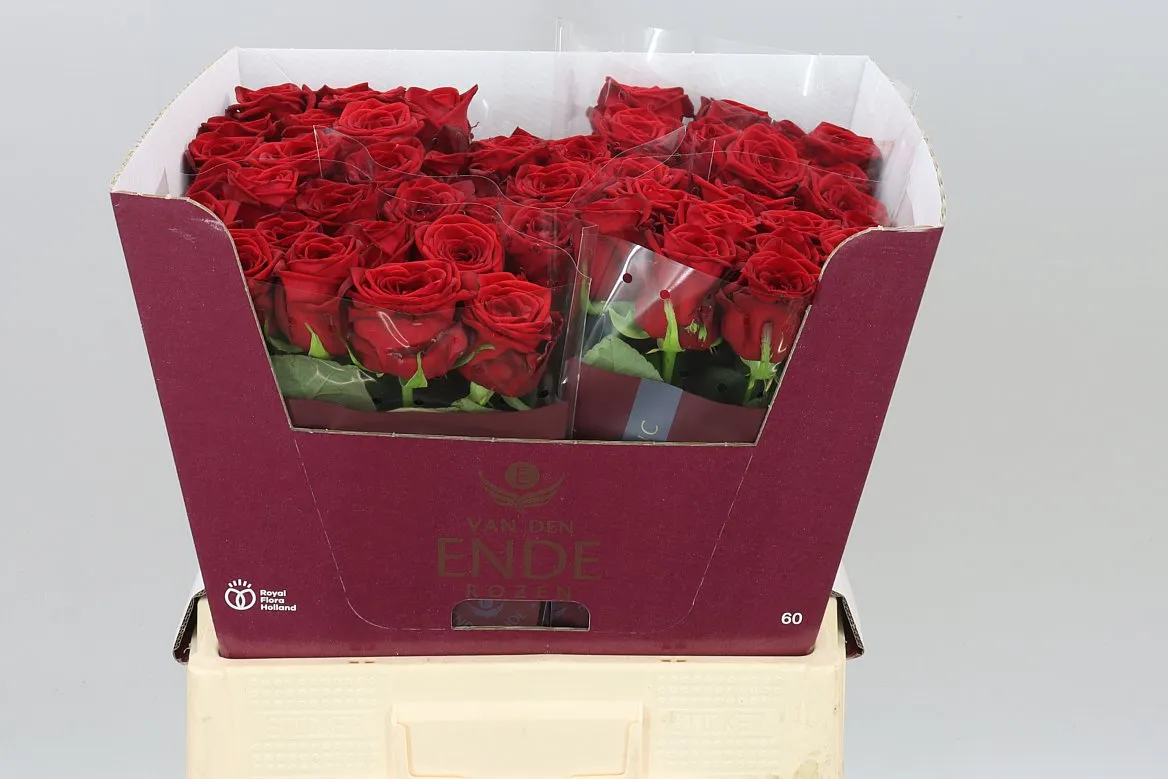Ruža Red Naomi Ende • 60 cm