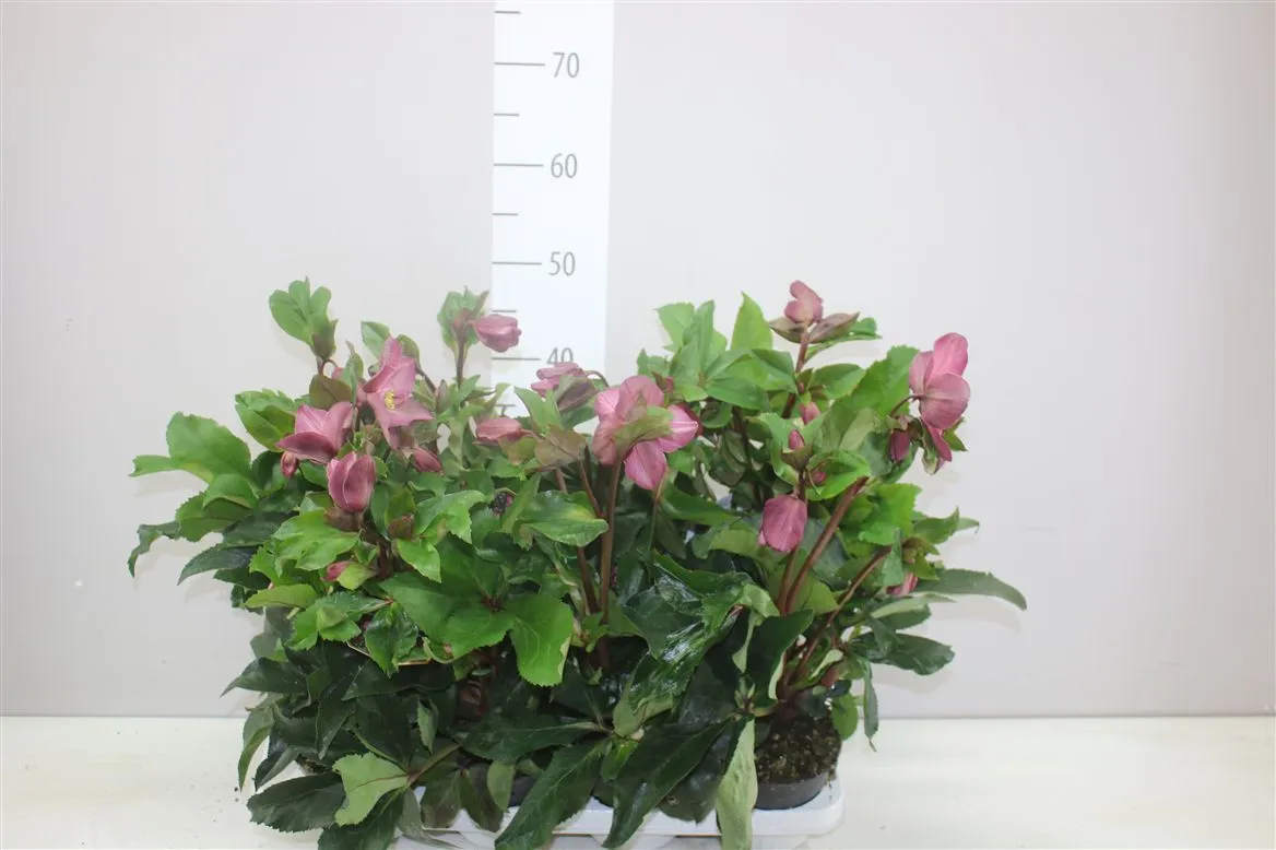 Helleborus Ice N Roses Red • črepník 13 cm