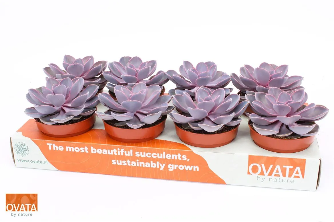 Echeveria Purple Pearl • črepník 12 cm