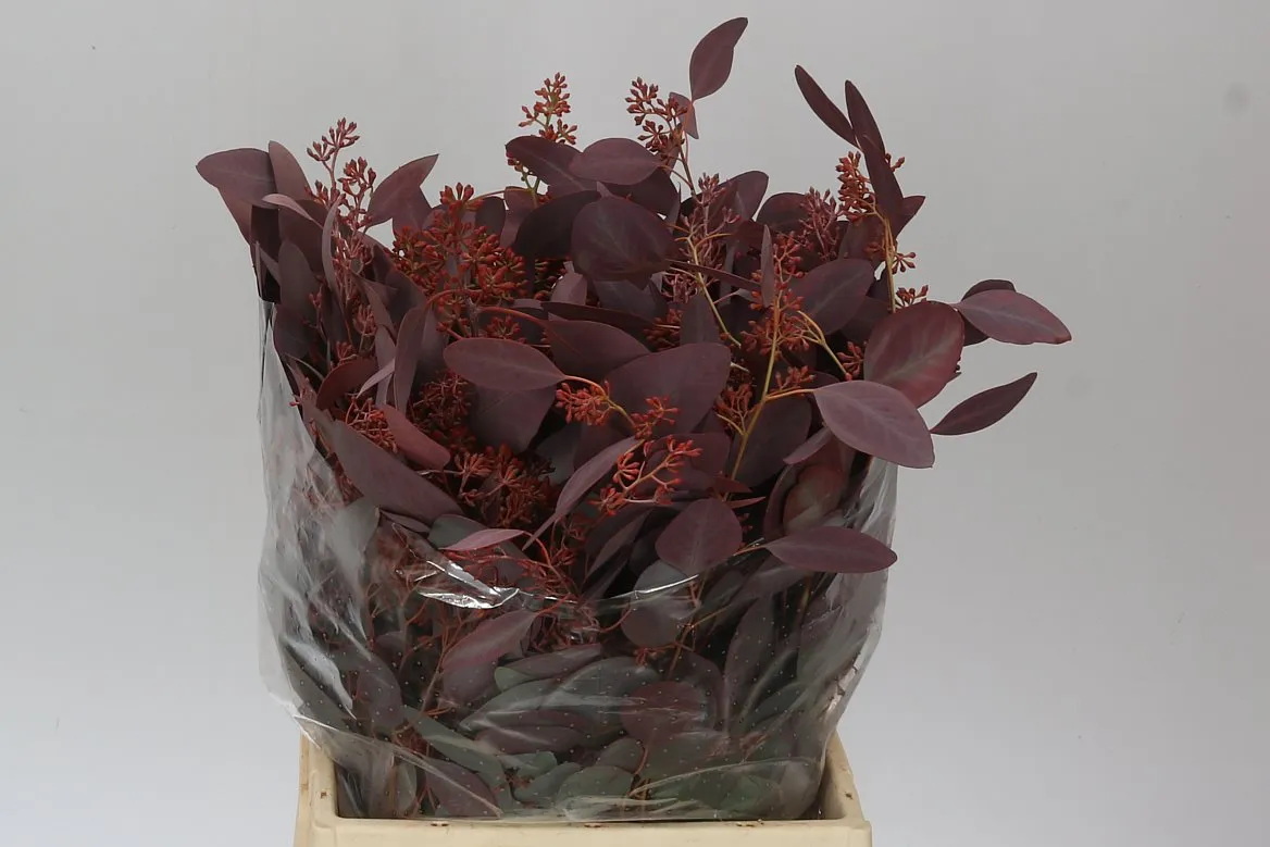 Eukalyptus Populus Berries Abs Red Short • 45 cm