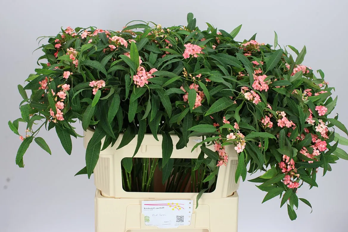 Euphorbia F T Pink Baron • 75 cm