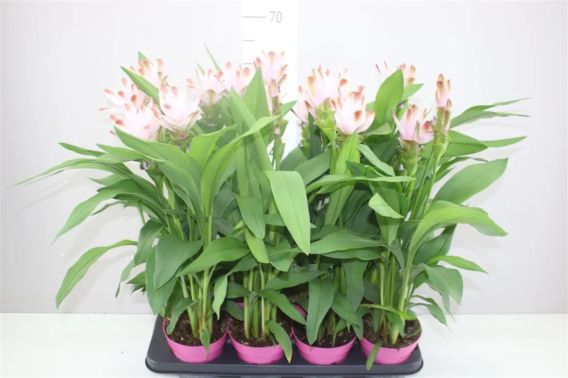 Curcuma Siam Salsa • črepník 14 cm