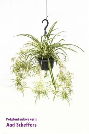 Chlorophytum Variegatum Hang • črepník 14 cm