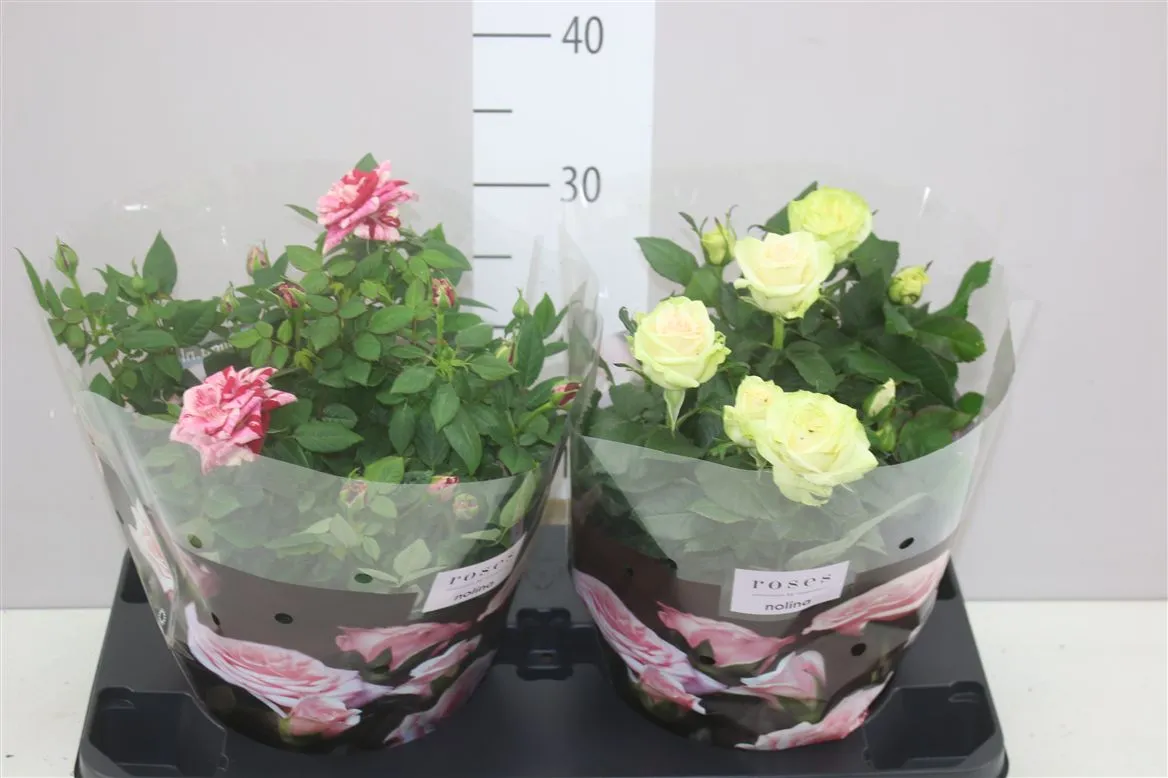 Ruža črepníková Patio mix v miske • črepník 23 cm