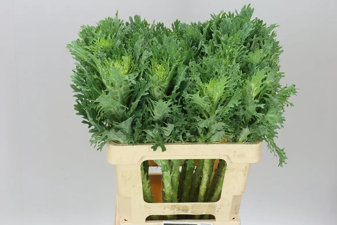 Brassica King • 60 cm