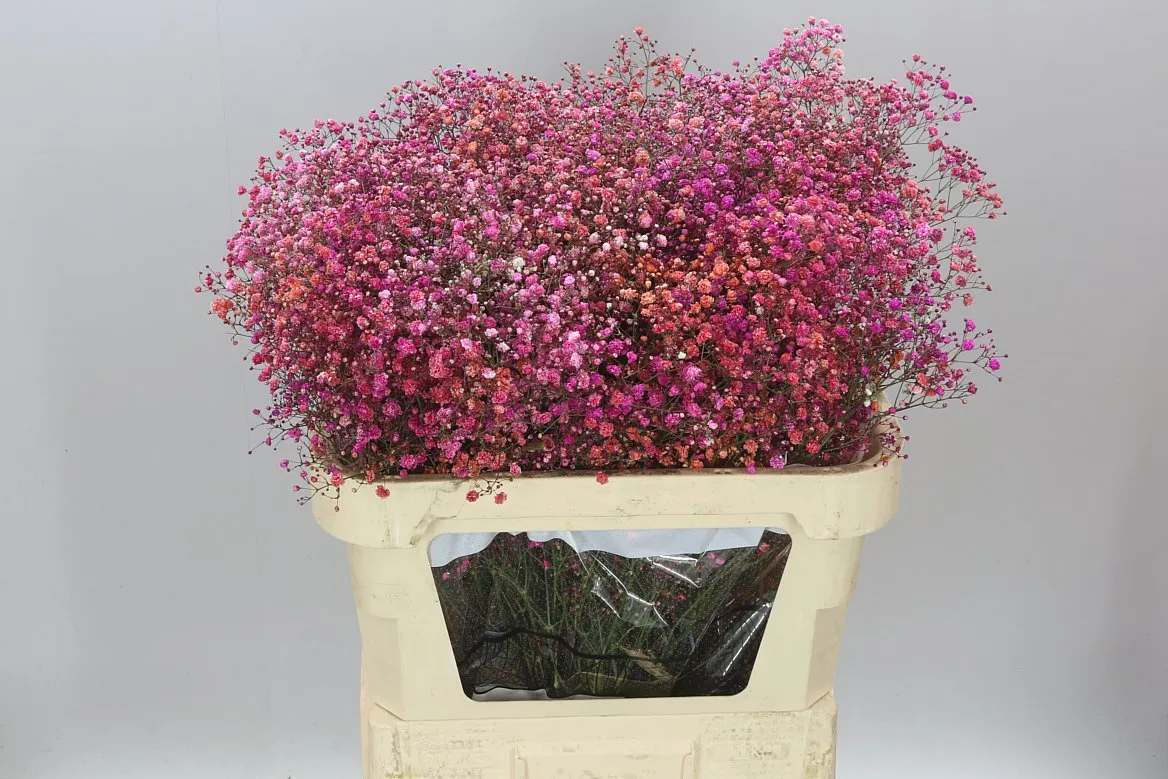Gypsofila Xlence farbená Fuchsia • 80 cm