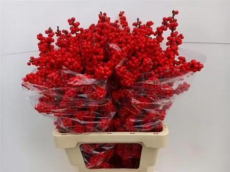 Ilex Verticillata • 70 cm