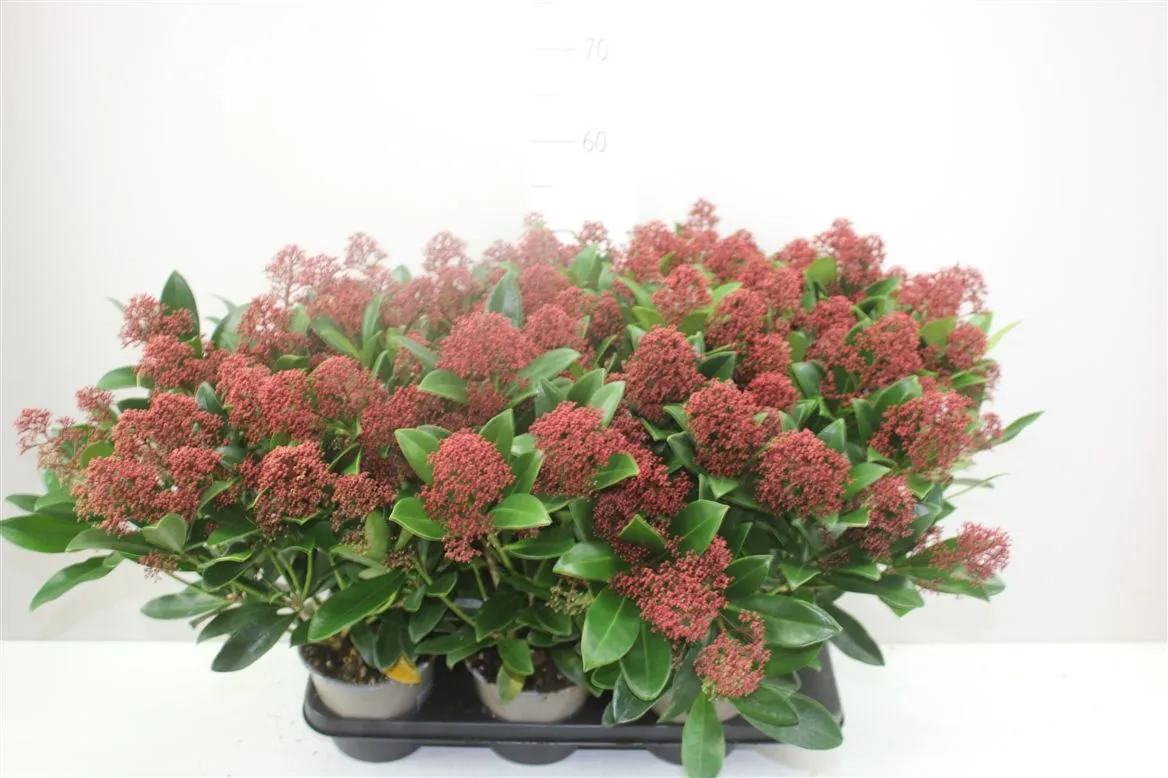Skimmia Jap. Rubella 20+ • črepník 15 cm