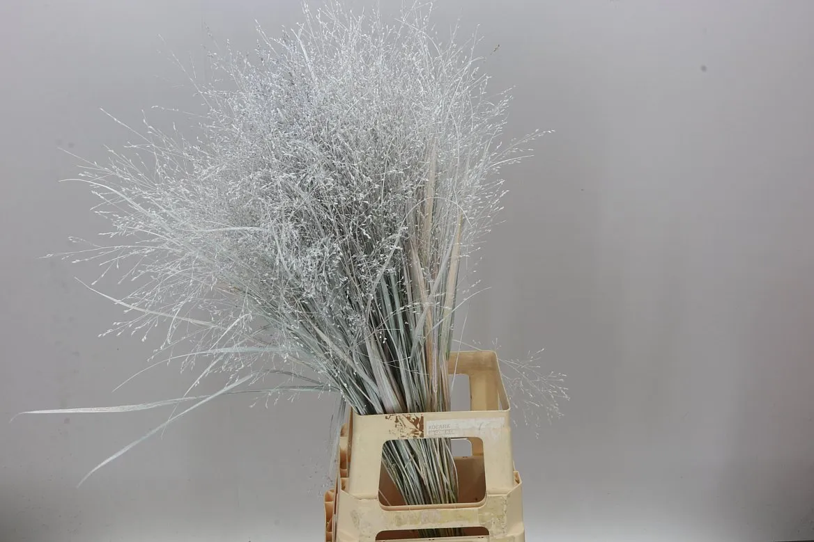 Panicum farbené White • 95 cm