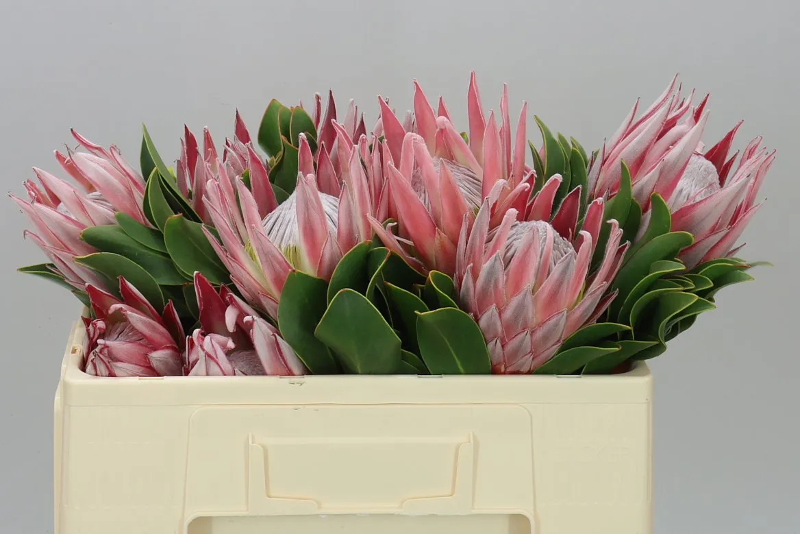 Protea Cynaroides • 50 cm