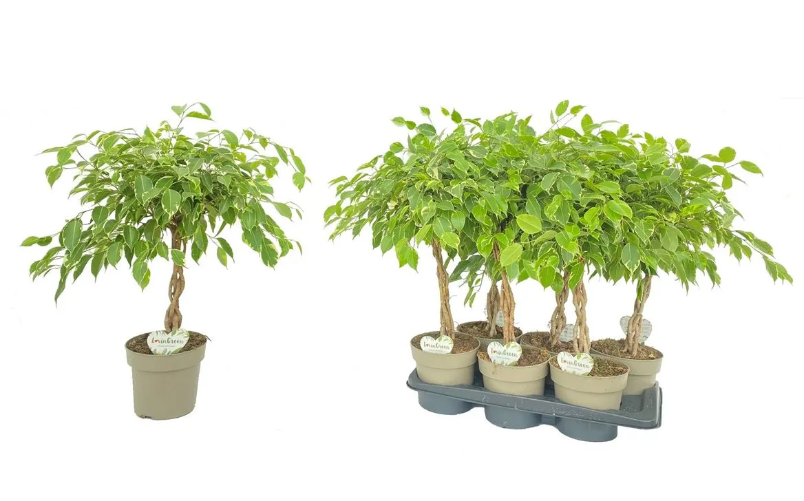Ficus Safrana • črepník 17 cm