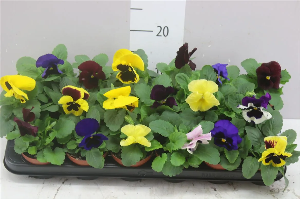 Viola Wi Matrix Gemengd