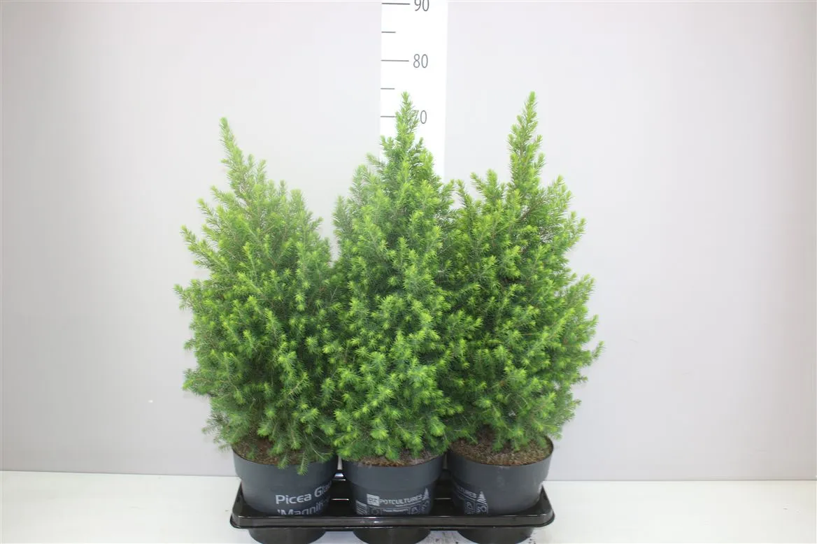 Picea Glauca Magnifique • črepník 19 cm