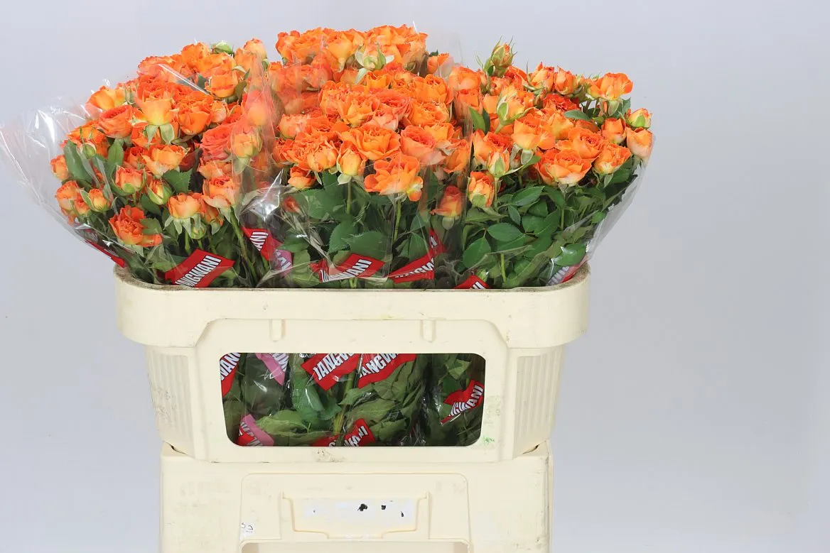 Rosa Tr Ariya • 70 cm