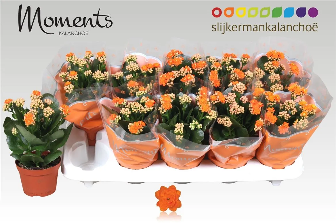Kalanchoe Calandiva Oranje • črepník 10,5 cm