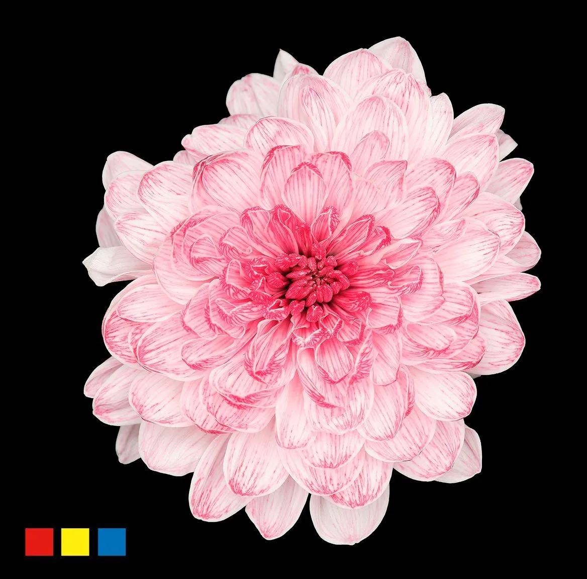Chryzantéma trsová Altaj Lipstick • 70 cm