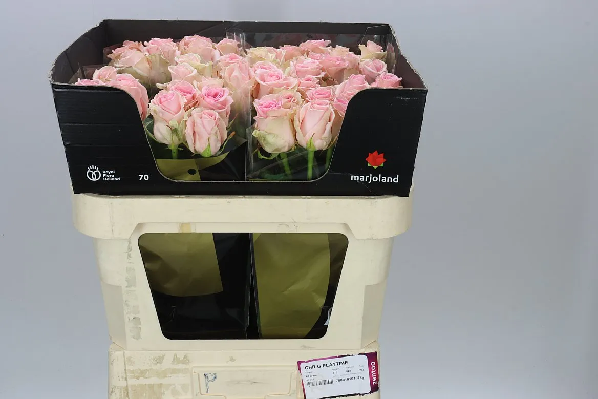 Rosa Gr Sweet Dolomiti • 70 cm