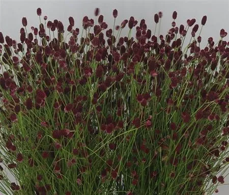 Sanguisorba Off Dark A2 • 90 cm