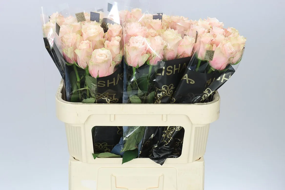 Rosa Gr Lady Cava • 70 cm