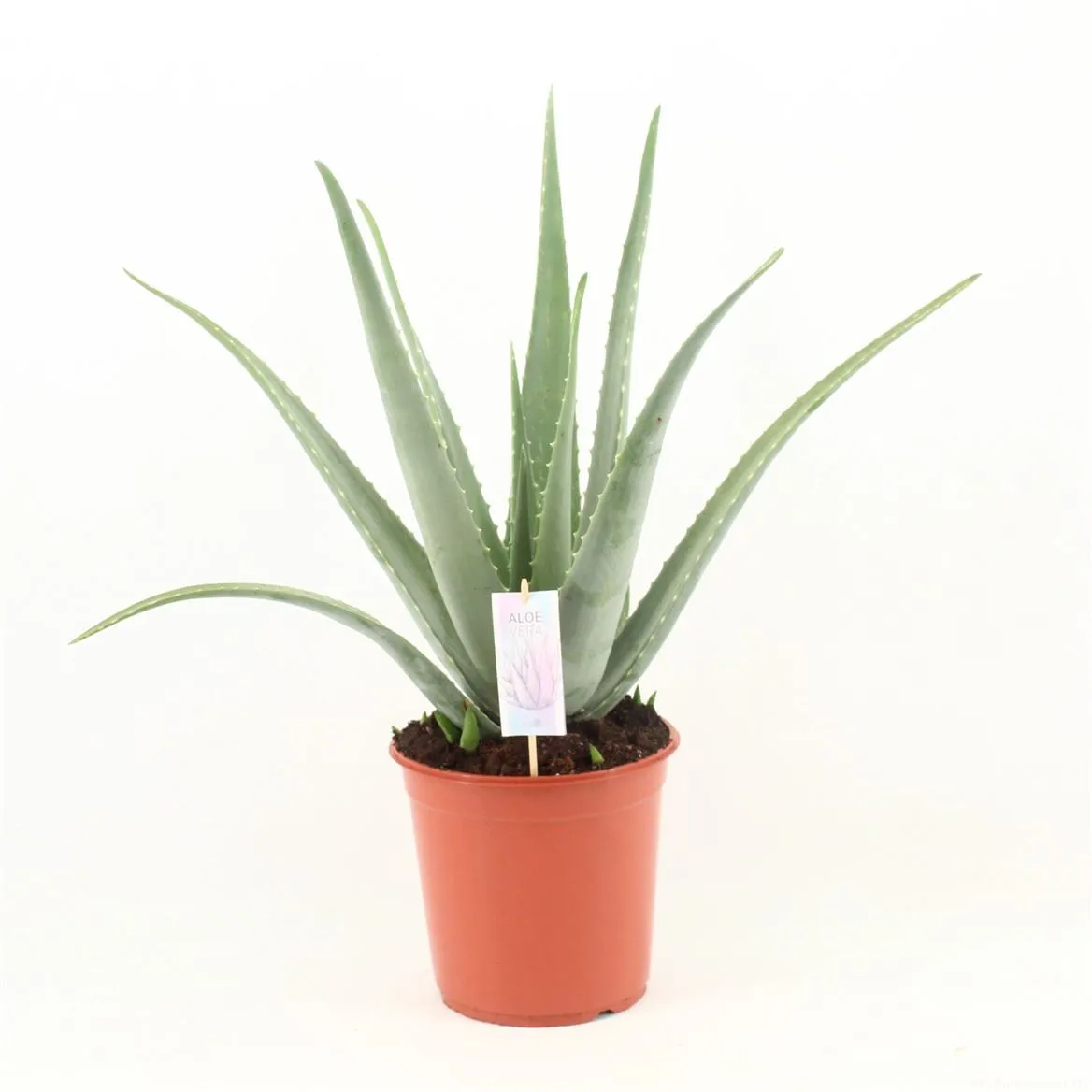 Aloe Vera Xl • črepník 24 cm