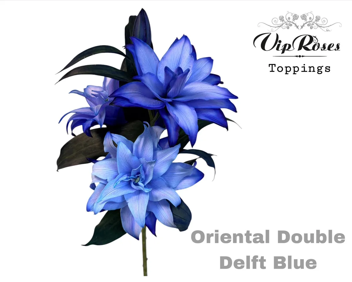 Ľalia orientálna Du Double Delft Blue • 95 cm