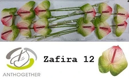 Antúrium Zafira