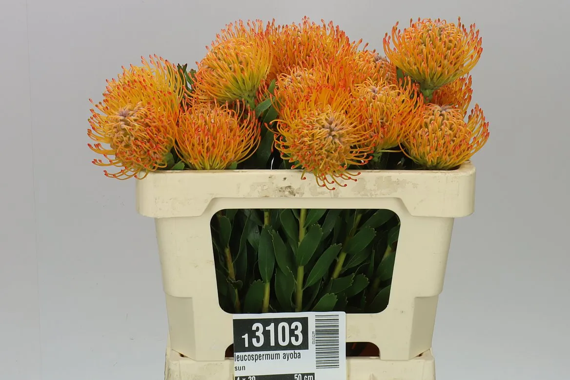 Leucospermum Ayoba Sun • 50 cm