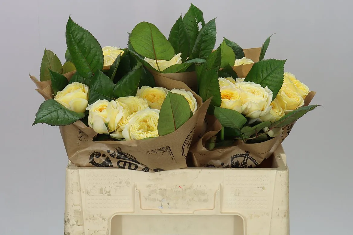 Rosa Gar Persuasion • 50 cm