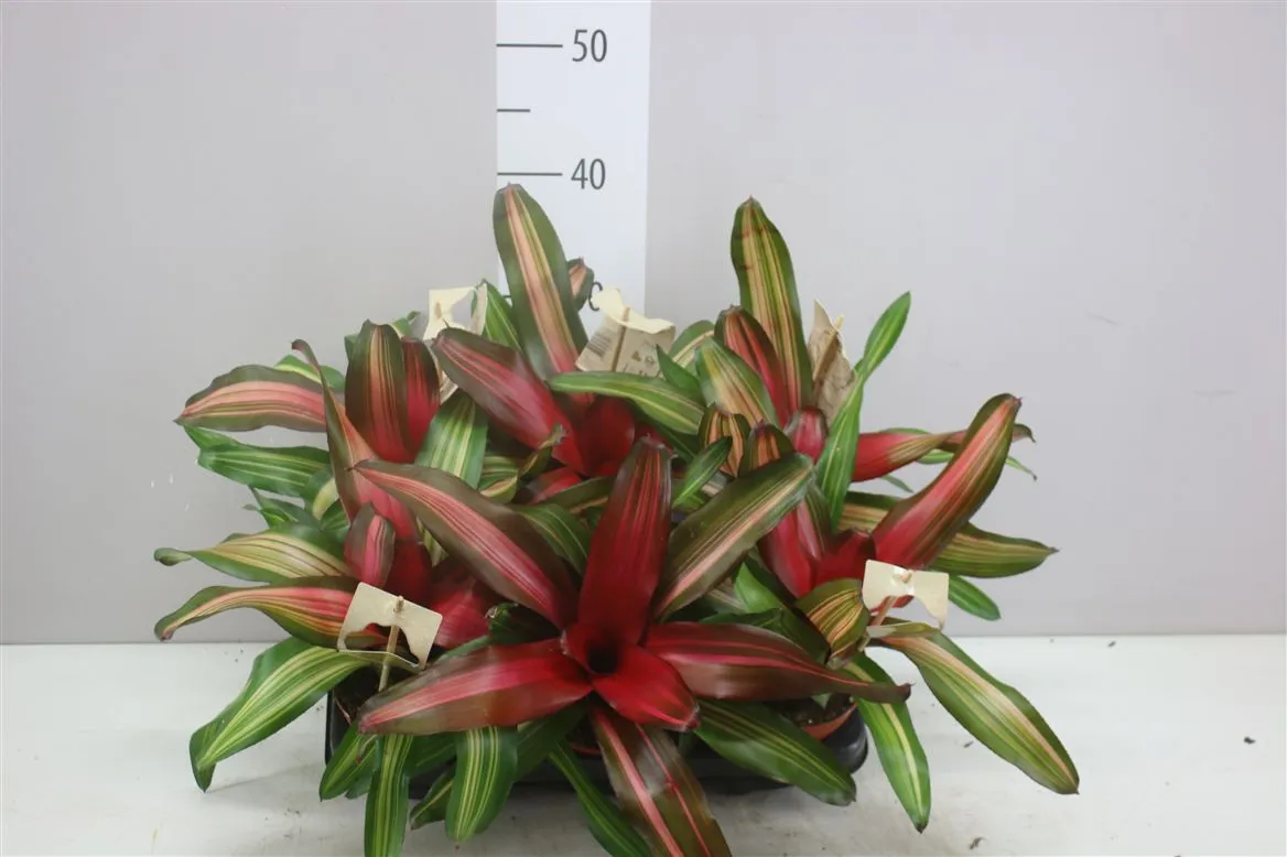 Neoregelia Fancy • črepník 12 cm
