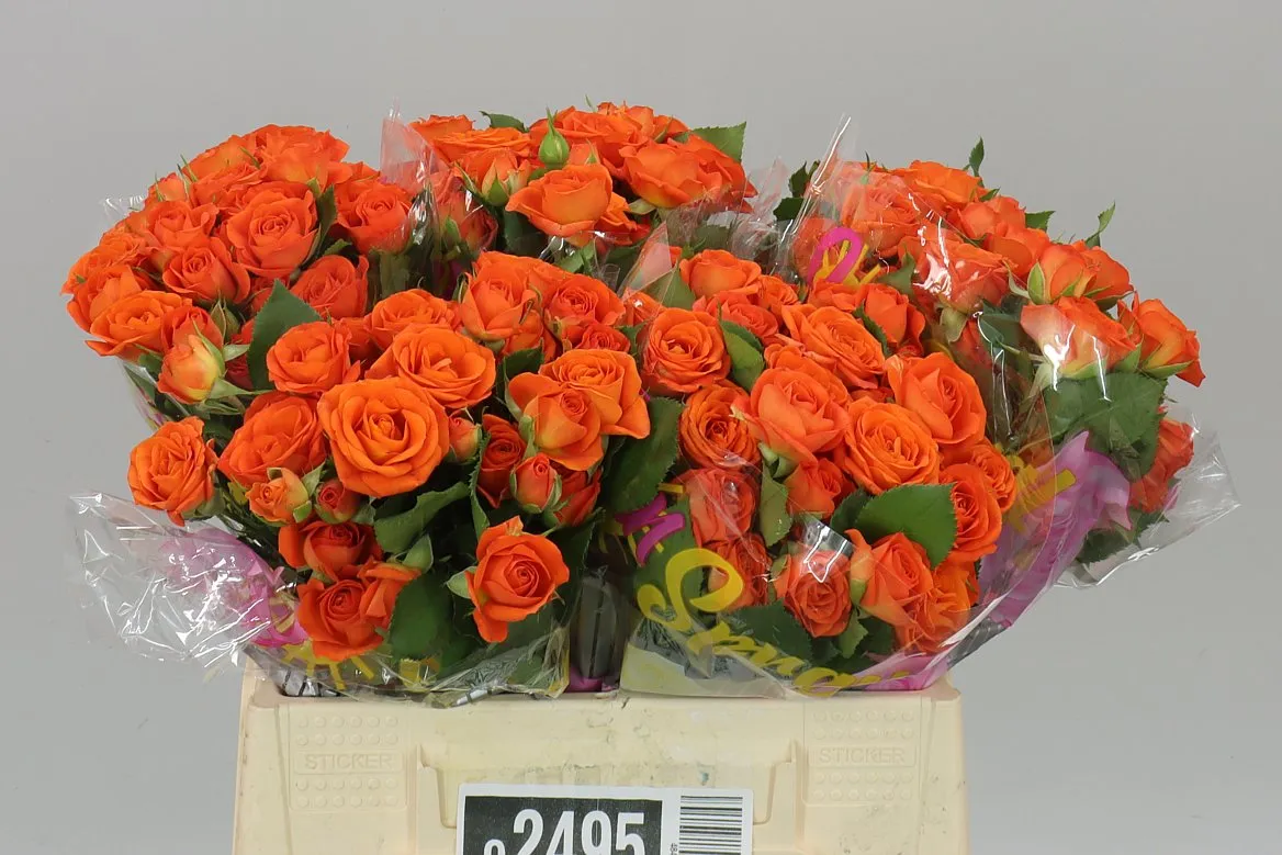 Rosa Tr Babe 2/4 • 40 cm