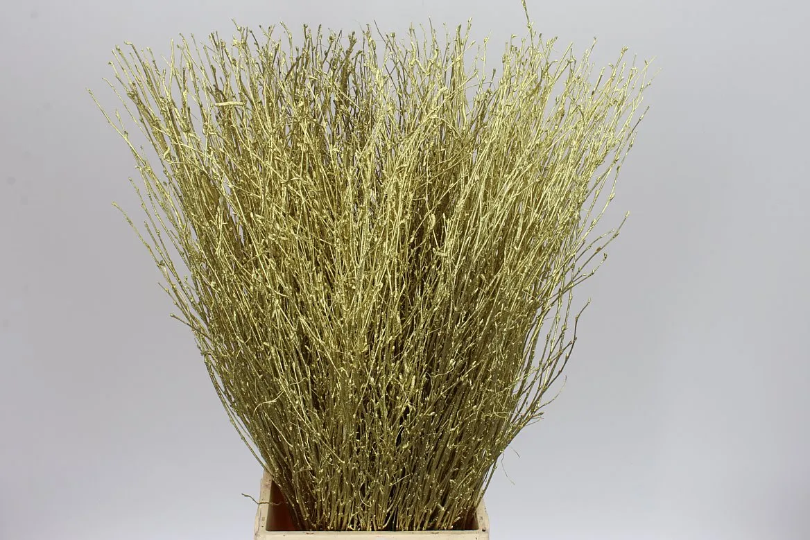 Breza Gold • 70 cm