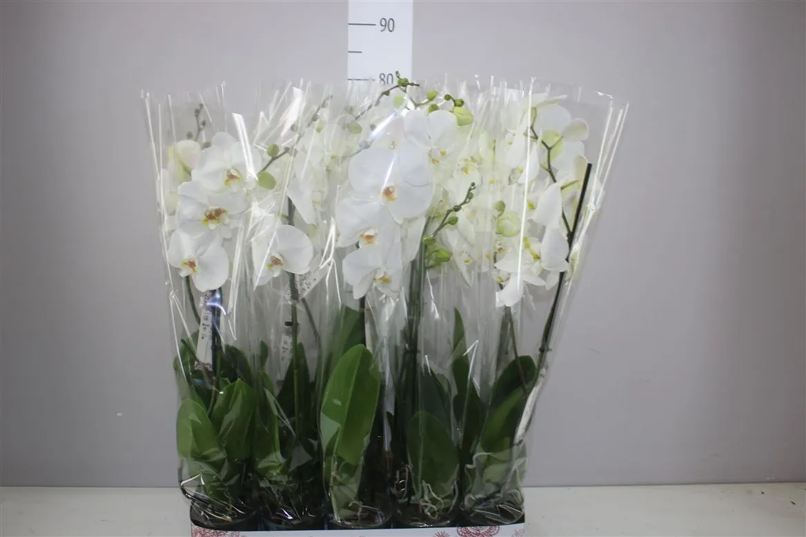 Orchidea Phalaenopsis biela 9+, 1 výhon • črepník 12 cm