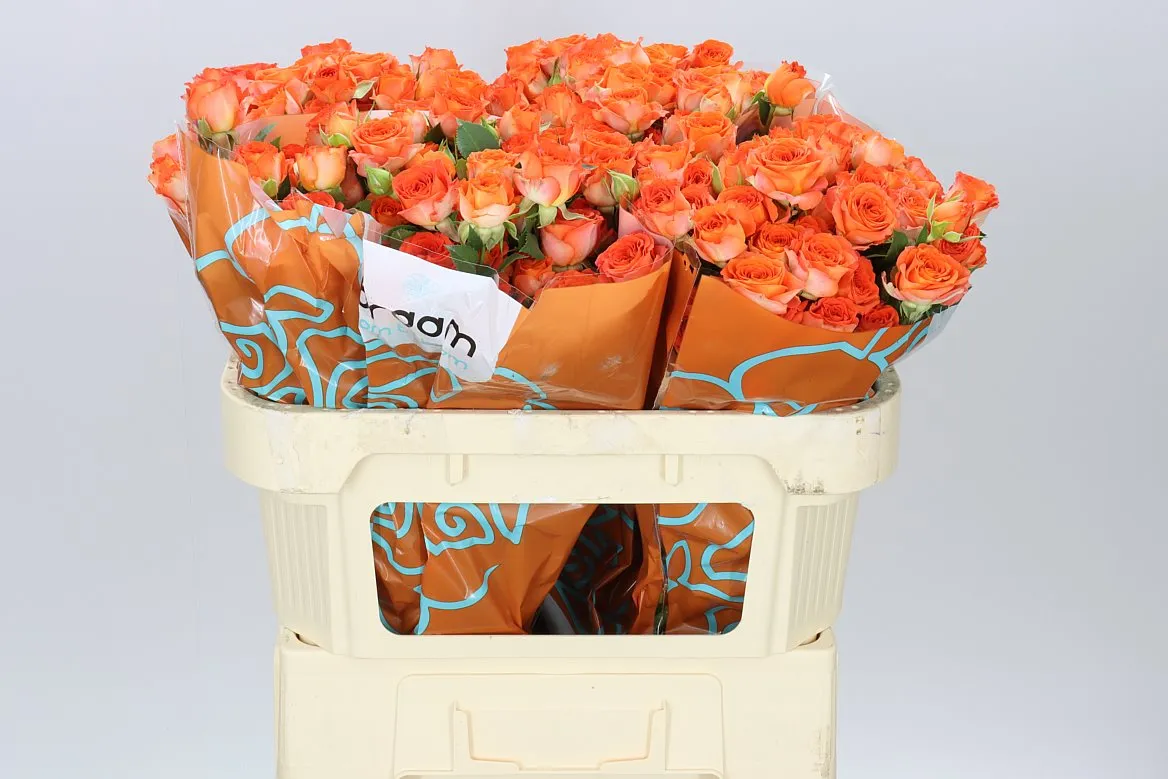 Rosa Tr Ariya • 70 cm