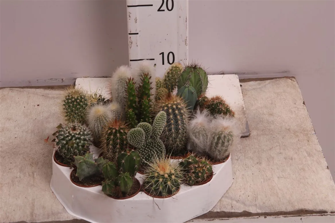 Kaktus mix Rondella • črepník 5,5 cm