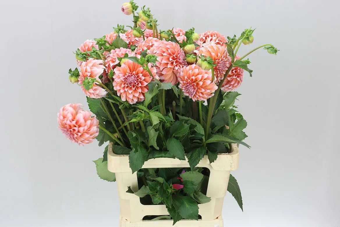 Georgína Peaches • 50 cm