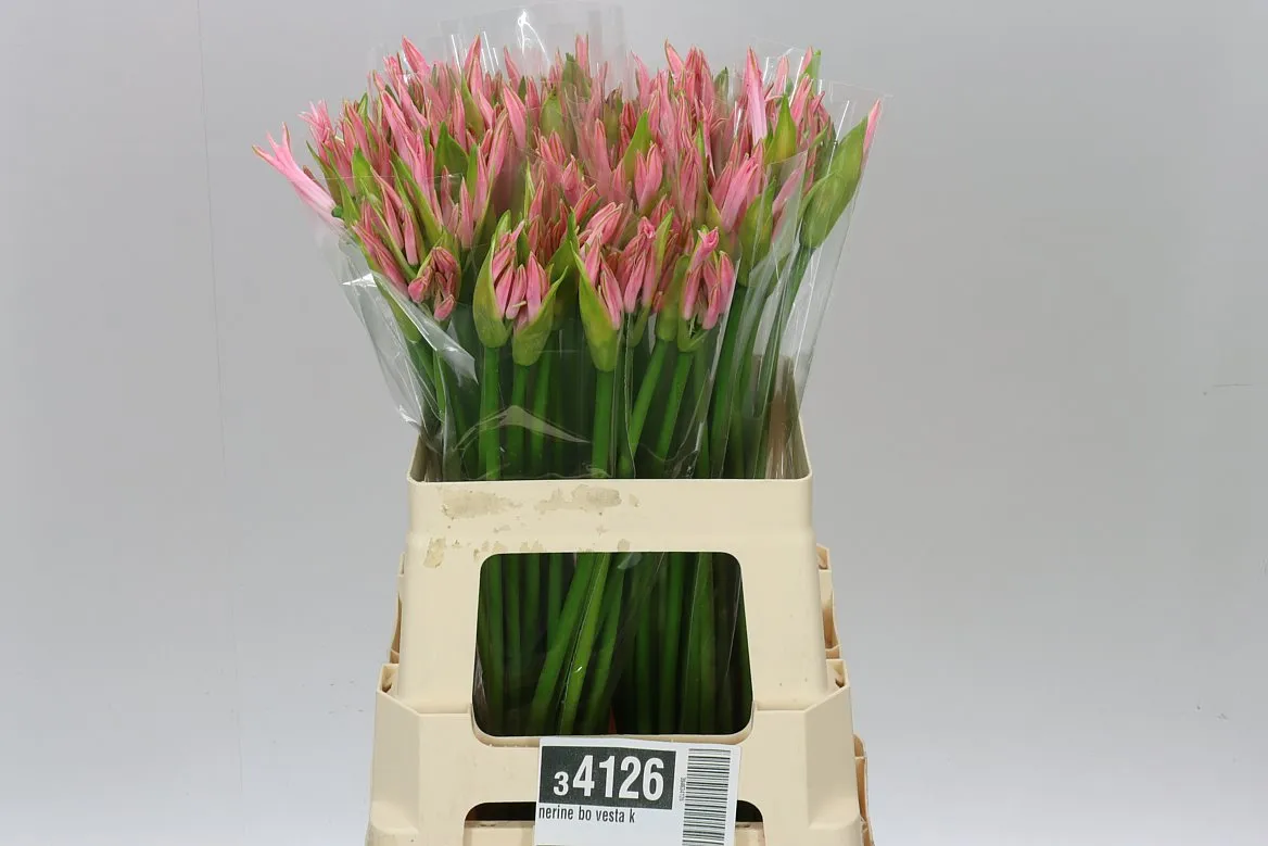Nerine Bo Vesta K • 60 cm