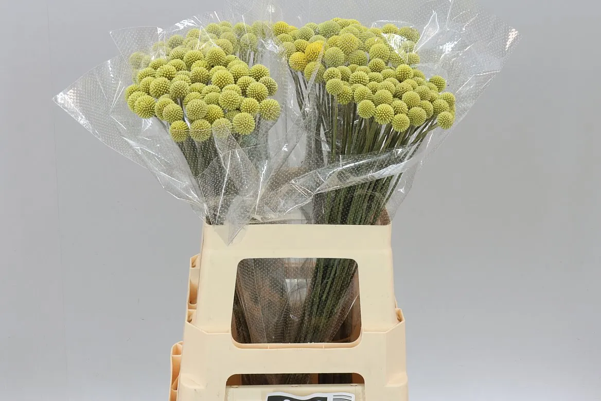 Craspedia • 60 cm