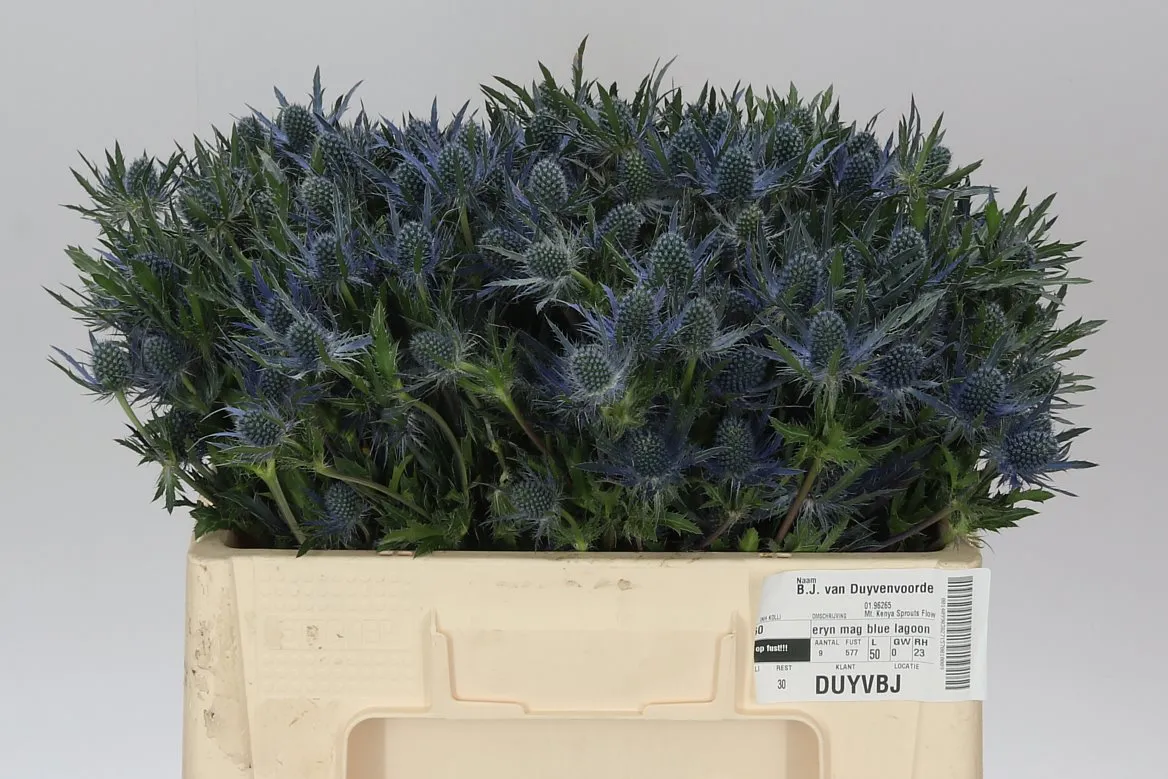 Eryngium Blue Lagoon • 50 cm