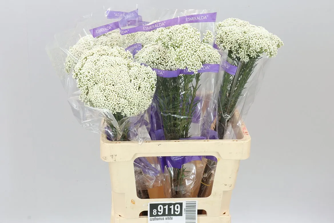 Ozothamus White • 60 cm