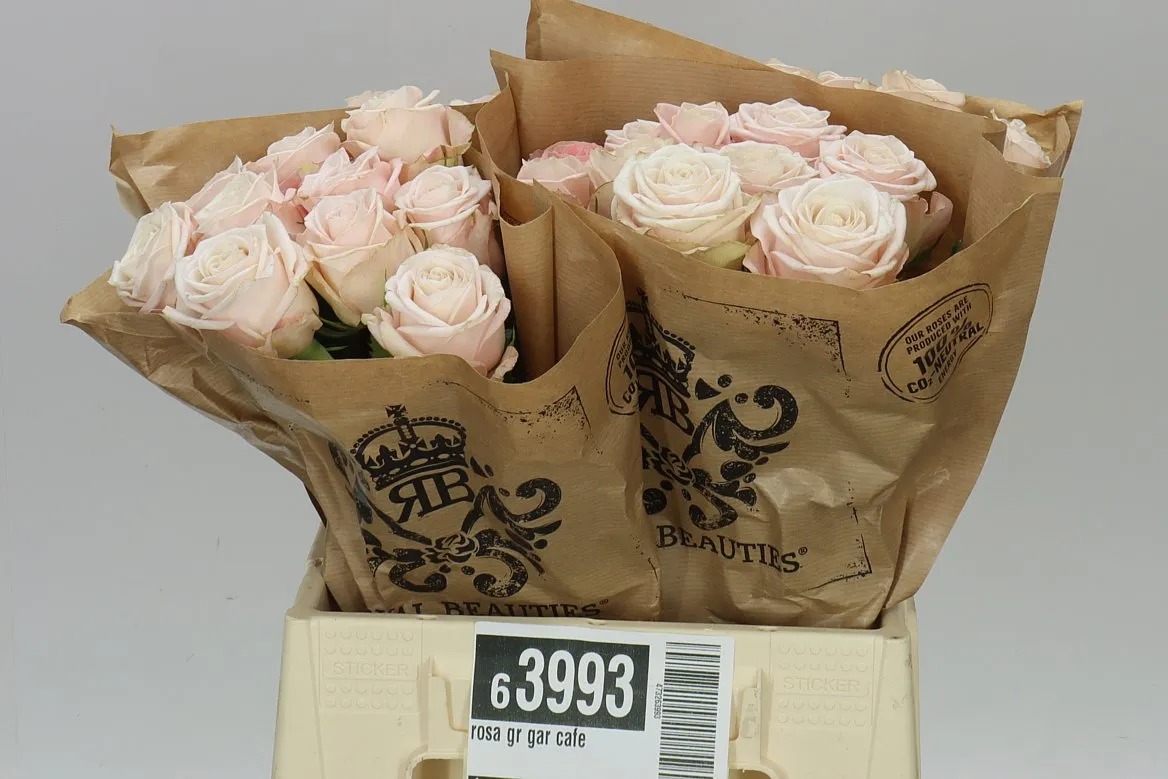 Rosa Gar Cafe • 40 cm