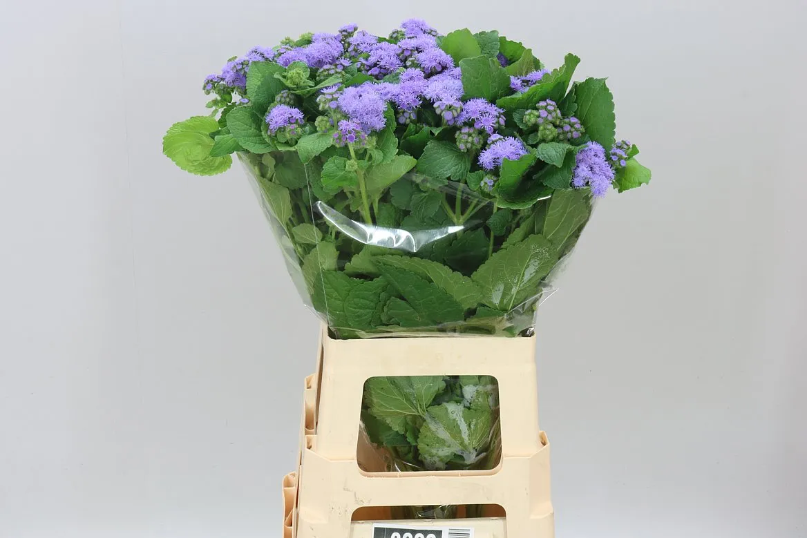 Ageratum Blue Planet • 70 cm