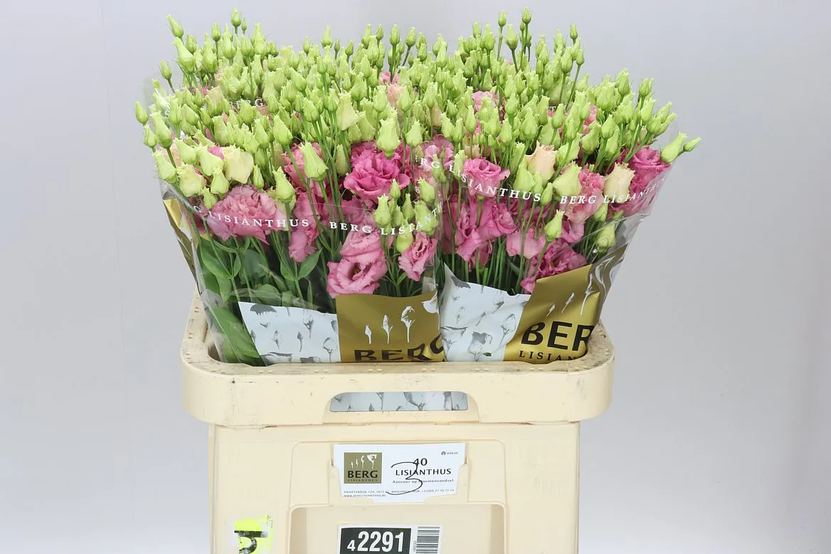 Eustóma plnokvetá Alissa Rose Pink • 70 cm