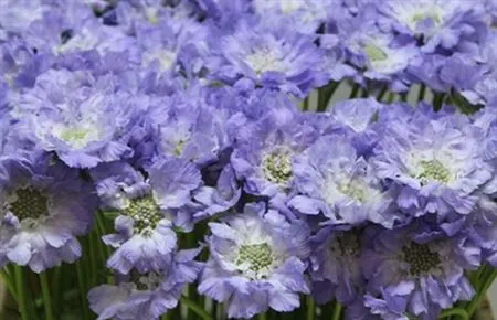 Scabiosa Clive Greaves • 60 cm