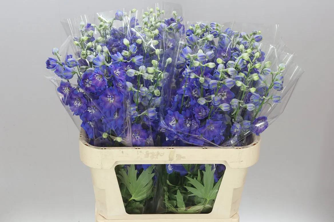 Delph El Blue Emerald • 80 cm