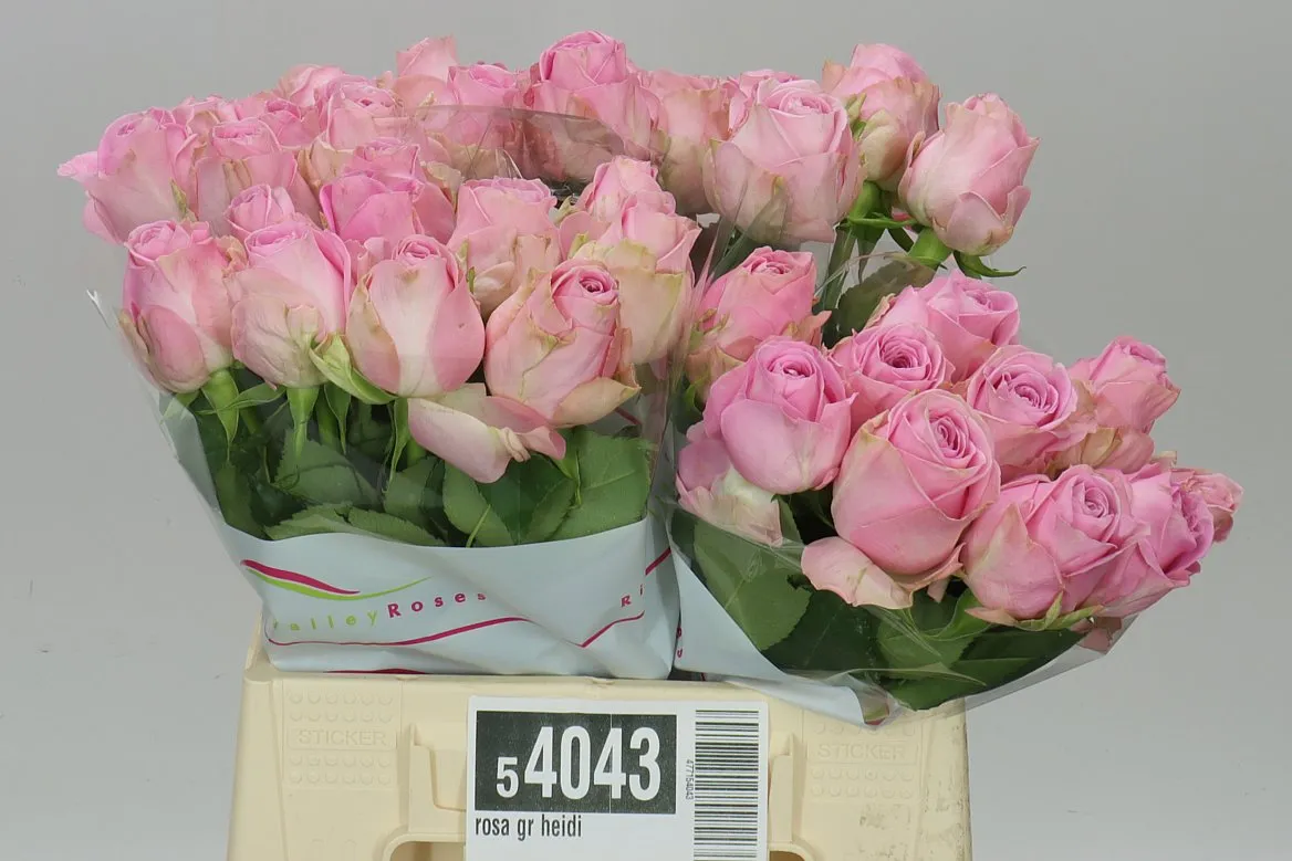 Rosa Gr Heidi • 40 cm
