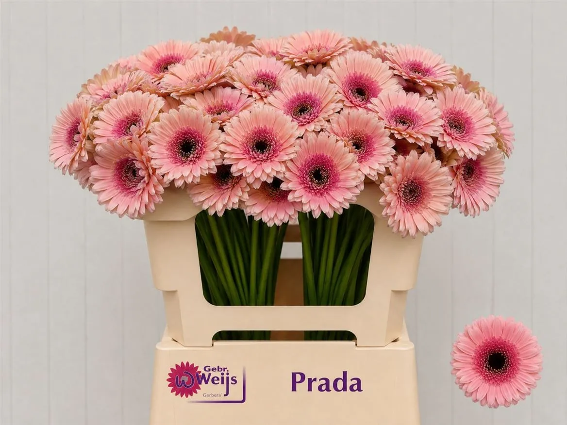 Germini Aqua Prada • 50 cm