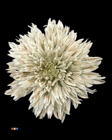 Chryzantéma veľkokvetá Undercover Taupe • 70 cm