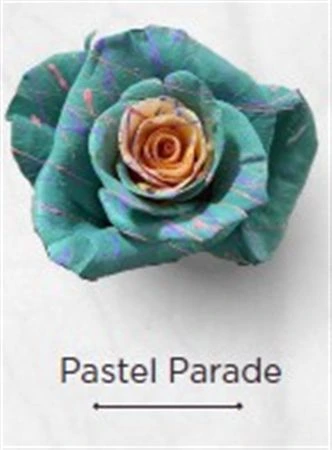 Ruža farbená Pastel Parade, Ekvádor • 50 cm