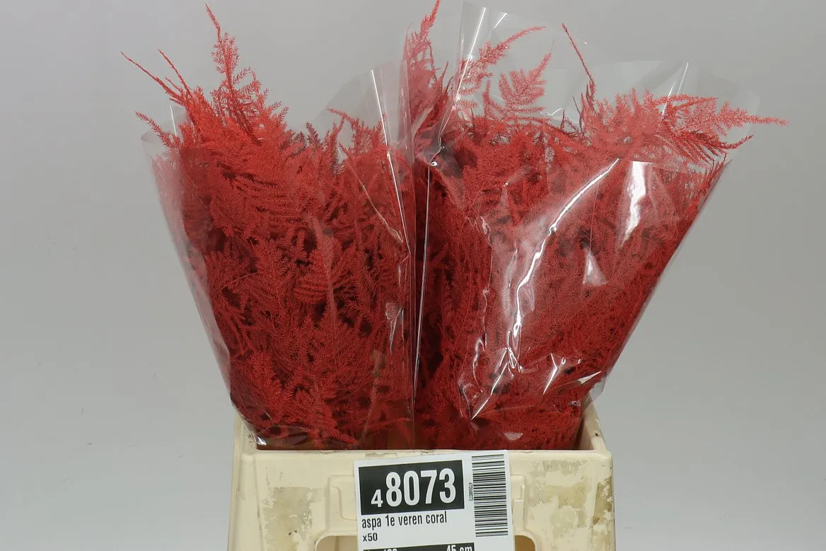 Aspa 1e Veren Coral X50 • 45 cm